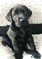 Labrador Retriever dogs - Advert 6