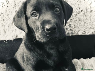 Labrador Retriever dogs - Advert 26