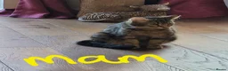 British Shorthair cats for sale: Ready NOW 🐾  Beautiful, Well-Loved Kittens  - Advert 9