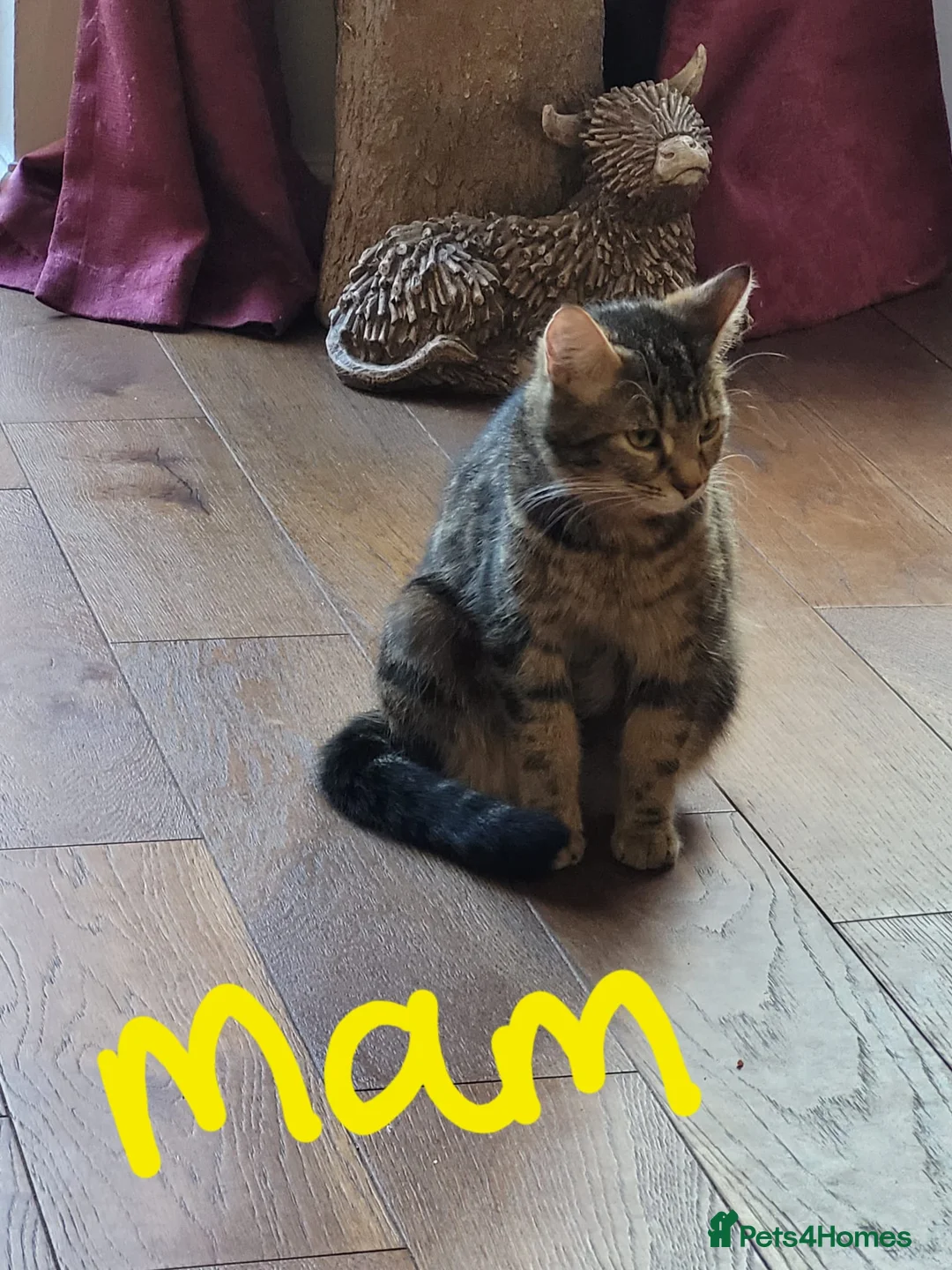 British Shorthair cats for sale: Ready NOW 🐾  Beautiful, Well-Loved Kittens  - Advert 9