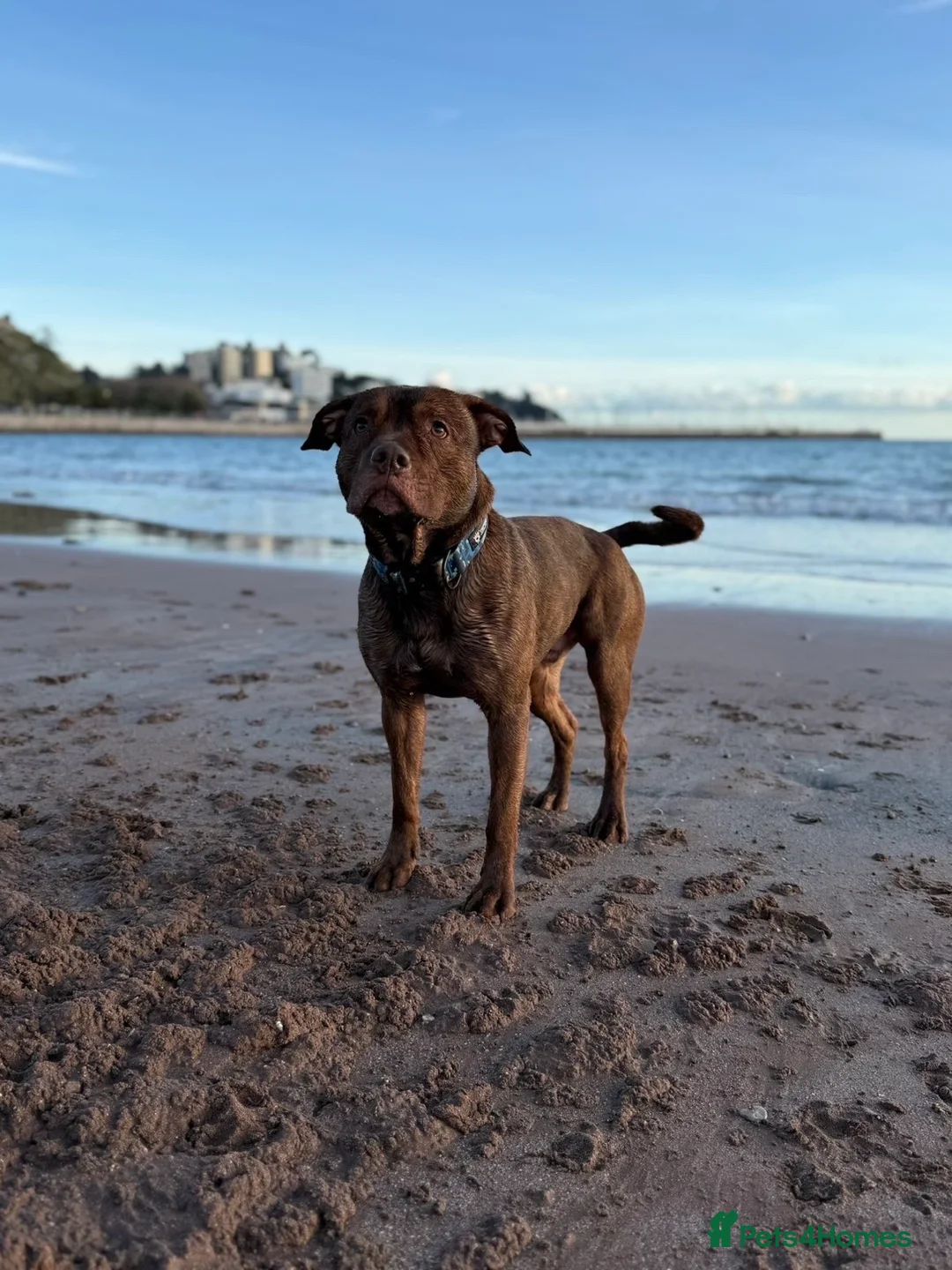 Mixed Breed dogs for stud: 3 year old Staffy X Rottweiler  - Advert 9