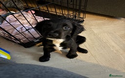 Cocker Spaniel dogs for sale: Cocker spaniel   - Image 5