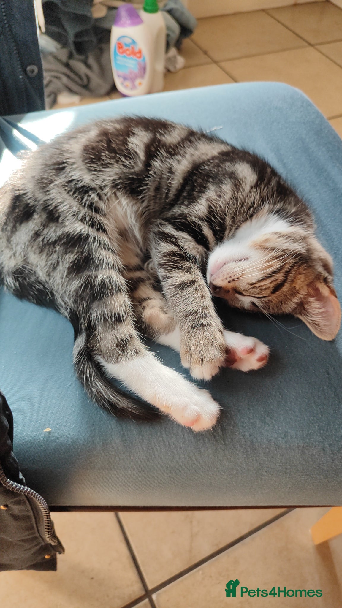 Mixed Breed cats Beautiful  boy ,mixed breed- Bengal father  - Advert 4