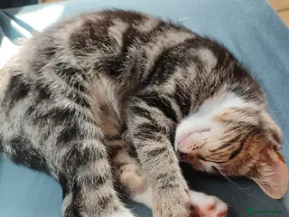Mixed Breed cats Beautiful boy ,mixed breed- Bengal father - Advert 4