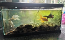 Fancy Goldfish fish for sale: 2 fancy goldfish and 1 white goldfish  - Image 4