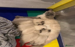 Ragdoll cats for sale: 3 fluff balls left  - Image 10