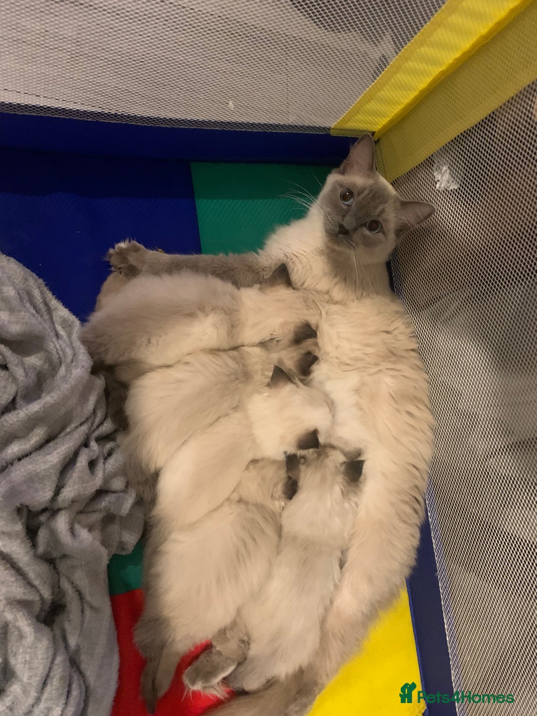 Ragdoll cats for sale: 3 fluff balls left  - Image 10