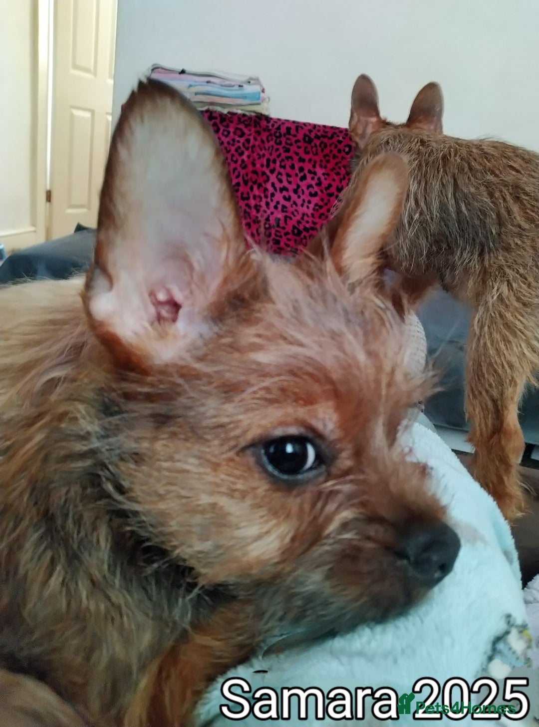 Mixed Breed dogs for sale: Frorkie female for free - Image 3
