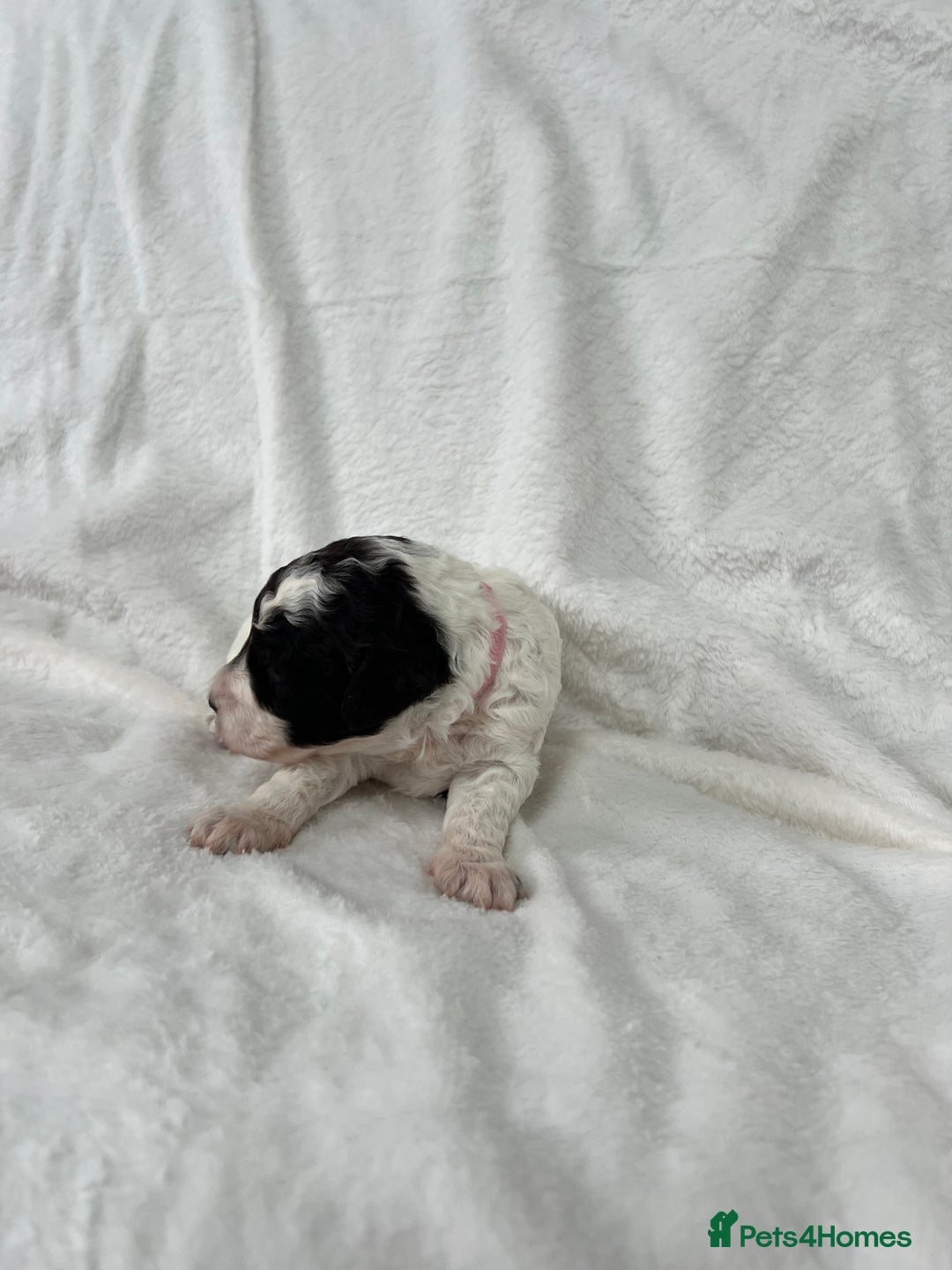 Goldendoodle dogs for sale: Beautiful litter of Goldendoodles  - Image 29