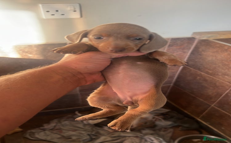 Miniature Dachshund dogs - Advert 14