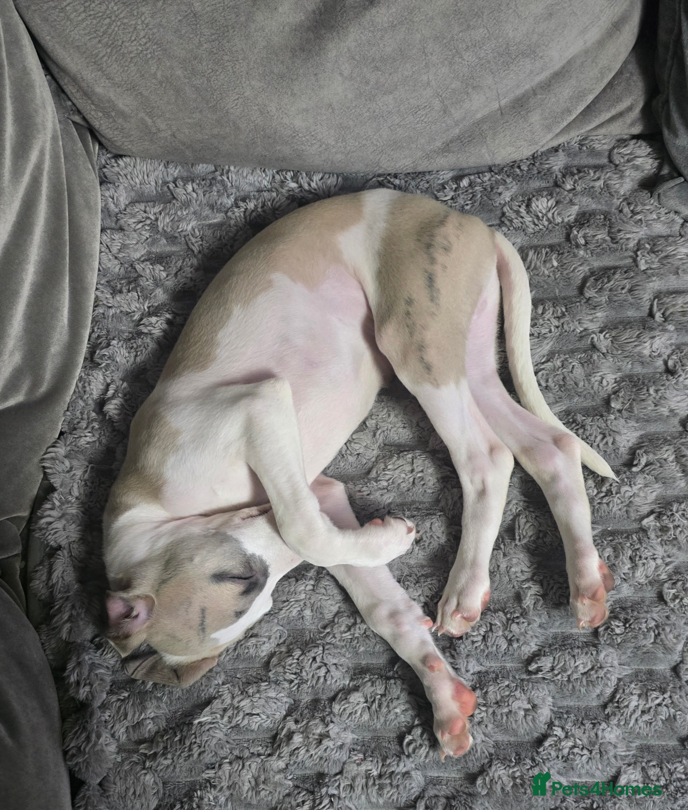 Whippet dogs The last 2 precious! Kc boys wippets 🐶    - Advert 2