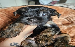 Yorkshire Terrier dogs for sale: DNA tested parents possible Dilution Yorkies - Image 38