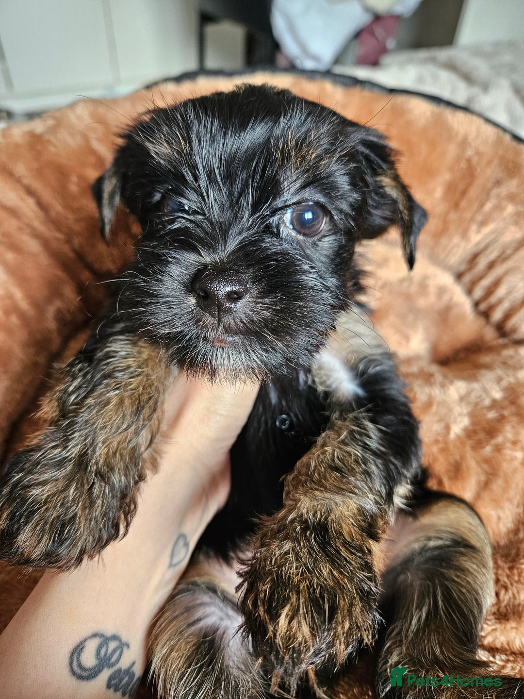 Yorkshire Terrier dogs for sale: DNA tested parents possible Dilution Yorkies - Image 38