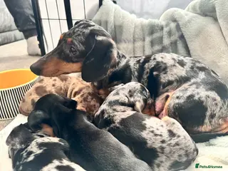 Miniature Dachshund dogs Male miniature Dachshund - Advert 3