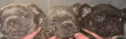 French Bulldog dogs for sale: KC Registered French Bulldog Puppies  in Slough - Advert 21