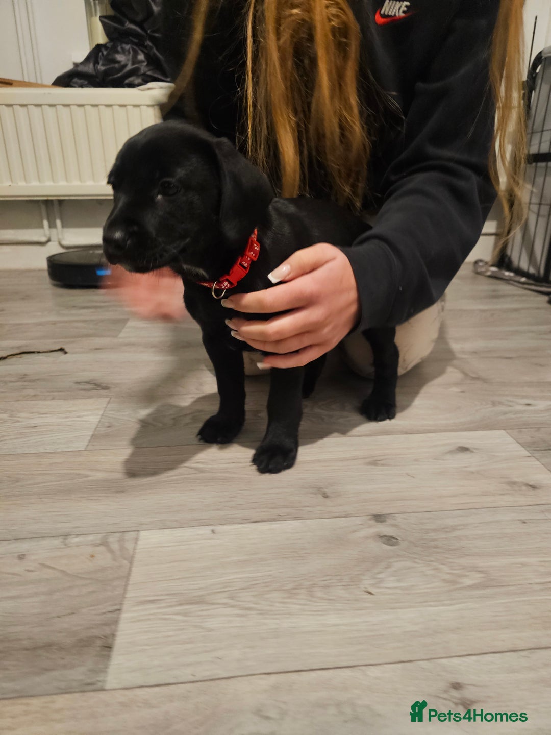 Mixed Breed dogs for sale: Chunky staff x lab pups 3 left - Advert 11