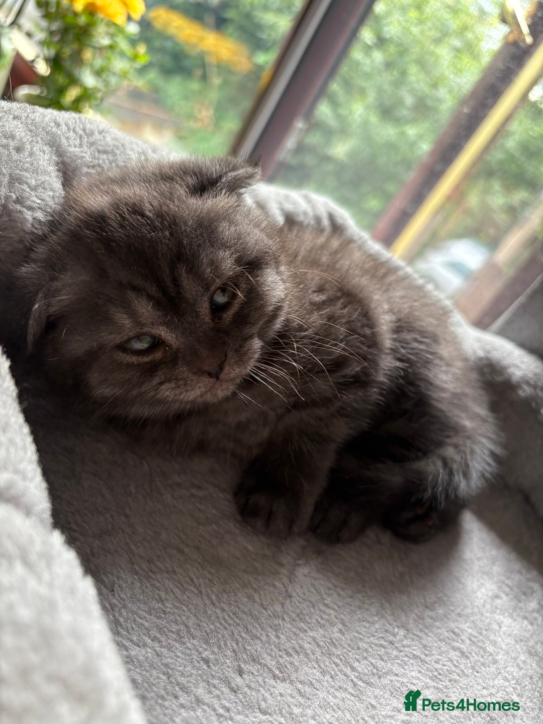 Scottish Fold cats for sale: Scottish fold kittens ready to find new homes - Image 30