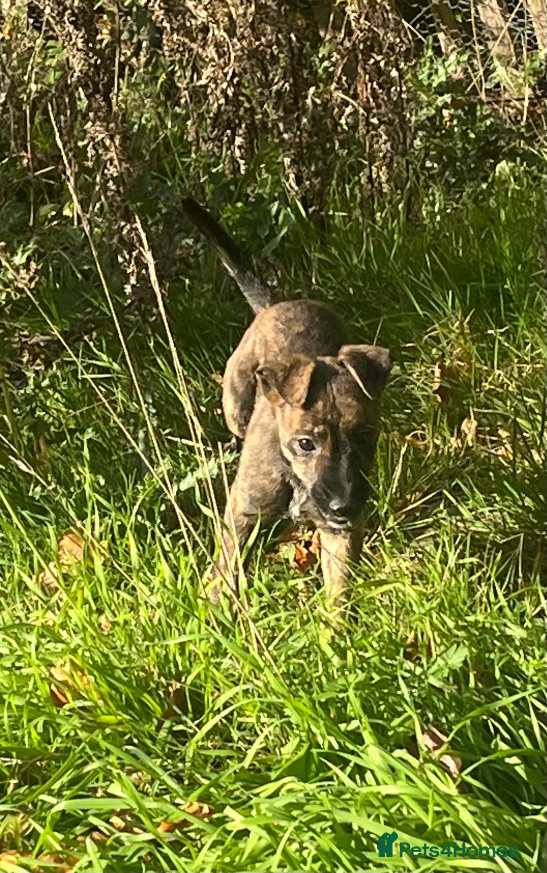 Mixed Breed dogs for sale: Last Whippet X puppy left  - Image 5