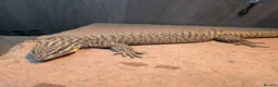 Monitor reptiles for sale: Ackie Monitor - Advert 7