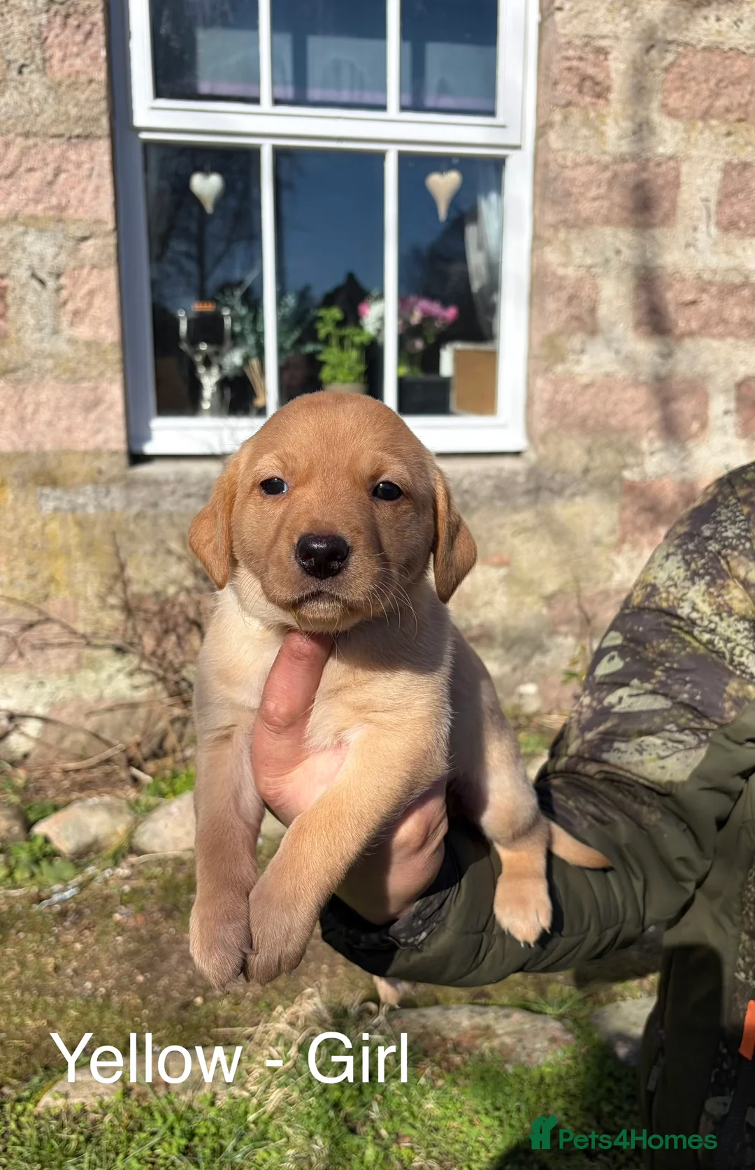 Labrador Retriever dogs for sale: Working Labrador Puppies - 1 girl, 2 boys  in Ballater - Advert 8