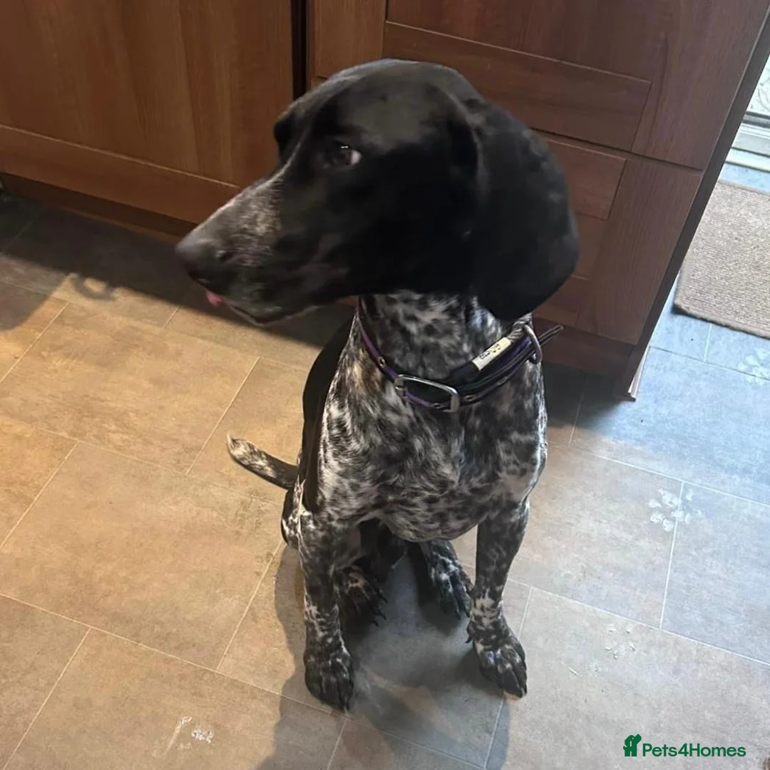 Mixed Breed dogs for adoption: Bracken (German Pointer mix) - Advert 10