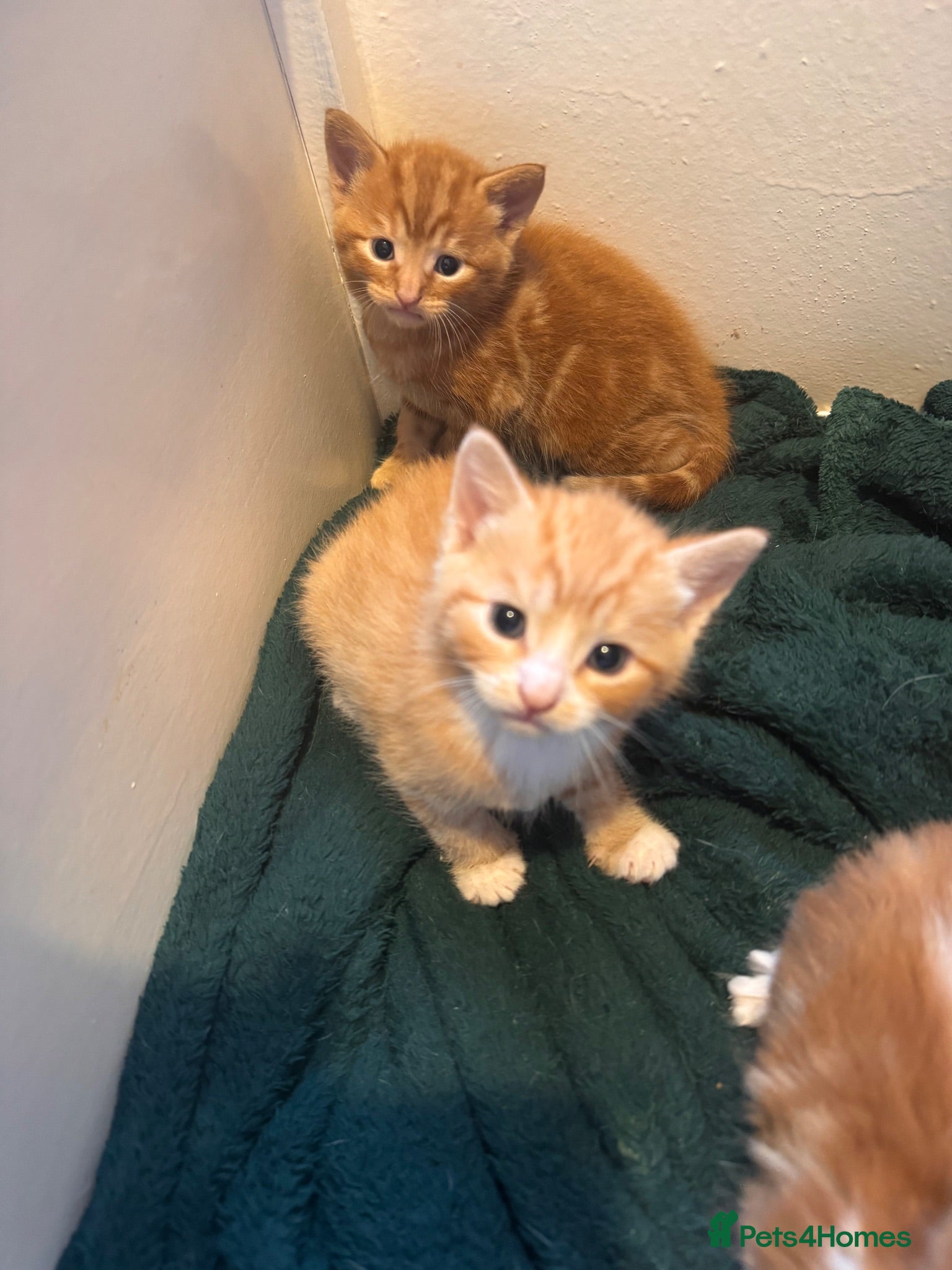 Domestic Shorthair cats 5 little kitten  - Advert 5