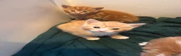 Domestic Shorthair cats for sale: 5 little kitten  - Advert 1