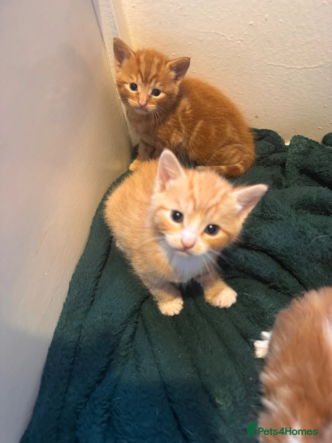Domestic Shorthair cats for sale: 5 little kitten  - Advert 1