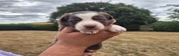 Border Collie dogs for sale: KC REGISTERED beautiful border collie pups  - Advert 3
