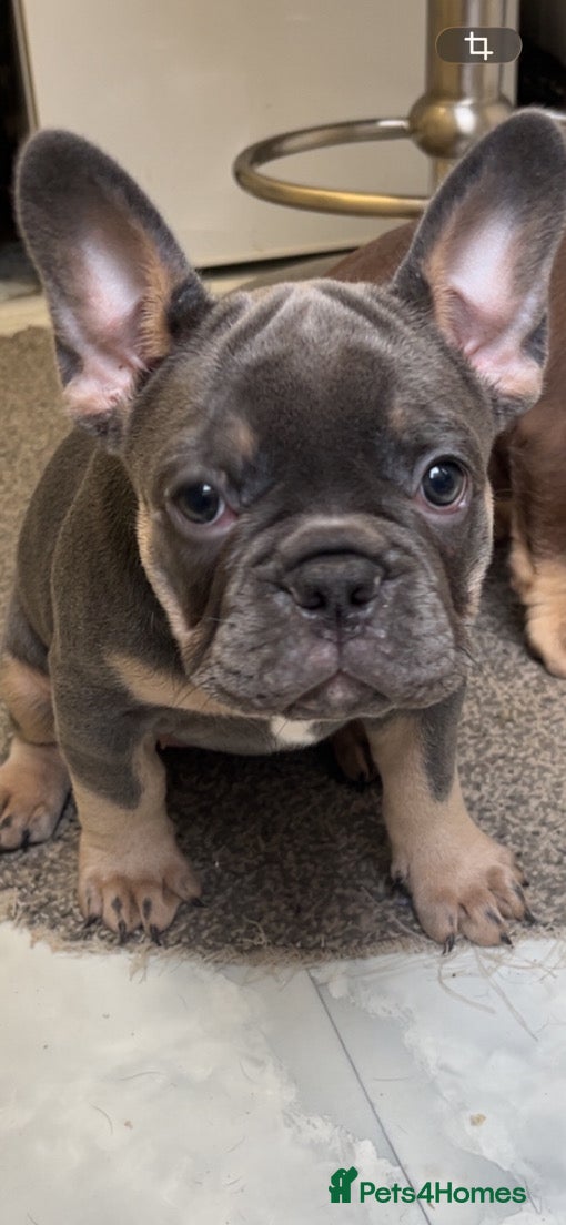 French Bulldog dogs Two puppies 1 of each sex - Advert 5