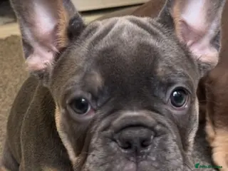 French Bulldog dogs Two puppies 1 of each sex - Advert 4