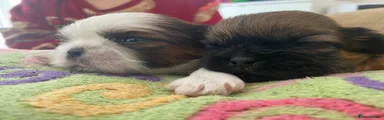 Shih Tzu 2