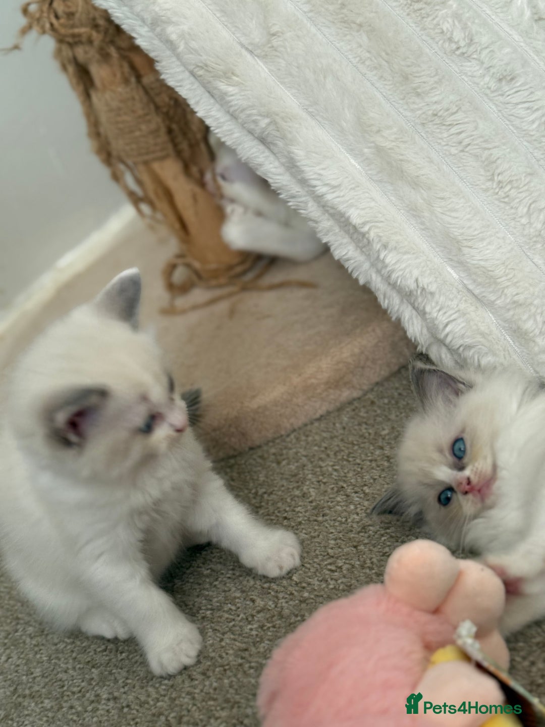 Ragdoll cats for sale: Blue bicolour babies 🐾 - Image 16