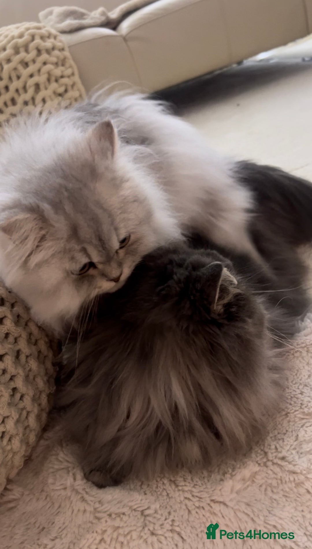 Persian cats for stud: 🌟PERSIAN White Chinchilla for STUD 🌟 - Advert 4