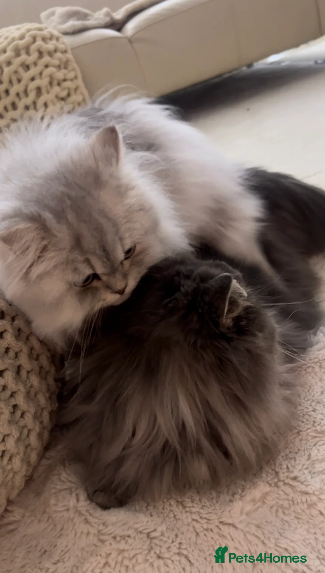 Persian cats for stud: 🌟PERSIAN White Chinchilla for STUD 🌟 - Advert 8