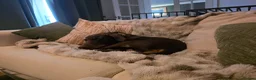 Dobermann dogs for sale: Potential 5* dobermann just needs a stable home - Advert 2