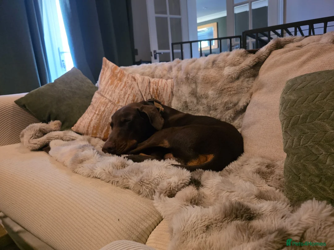 Dobermann dogs for sale: Potential 5* dobermann just needs a stable home - Advert 2