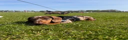 Miniature Dachshund dogs for sale: Miniature dachshund males - Advert 23
