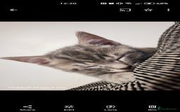 Domestic Shorthair cats for sale: Dobby - Image 3