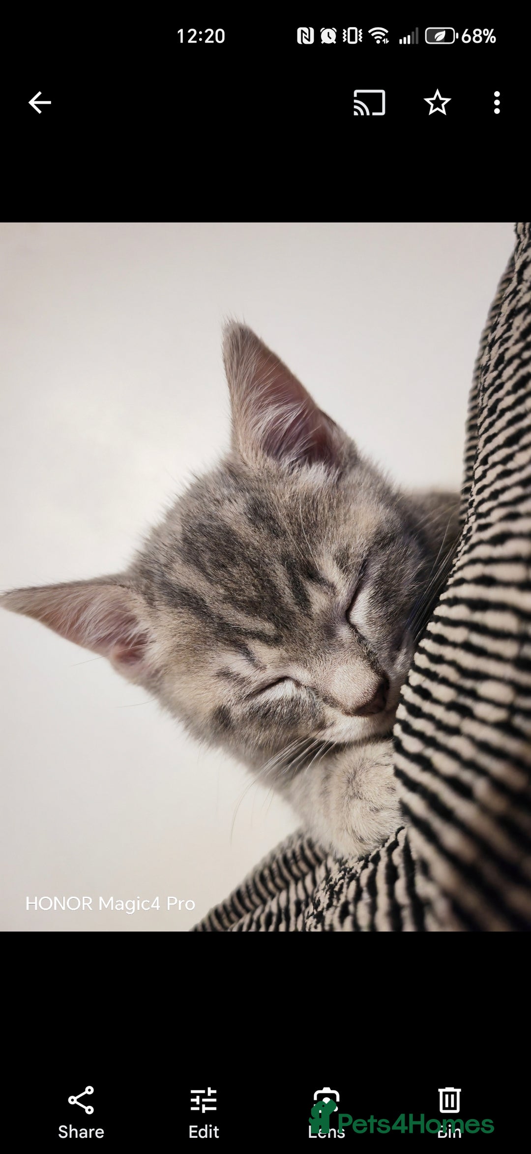 Domestic Shorthair cats for sale: Dobby - Image 3