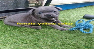 Staffordshire Bull Terrier dogs - Advert 3