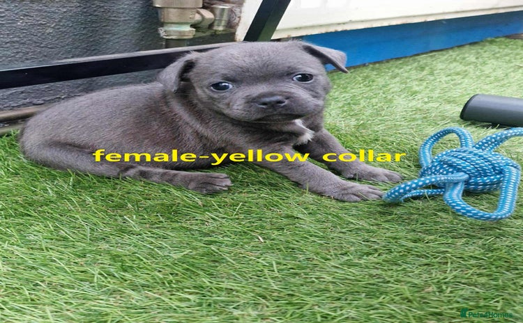 Staffordshire Bull Terrier dogs - Advert 2