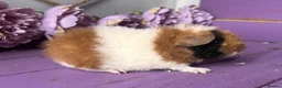 Guinea Pig rodents for sale: Pair Of Pedigree Teddy Boars - Advert 3