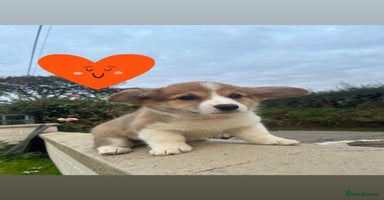 Welsh Corgi Pembroke dogs - Advert 14