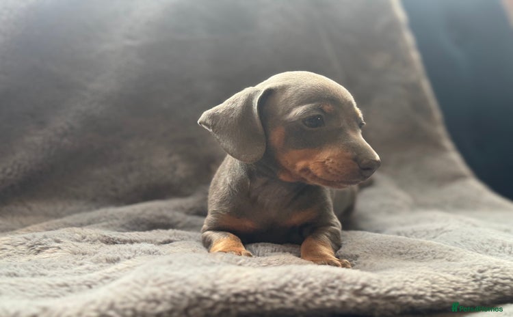Mixed Breed dogs - Advert 1