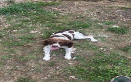 English Springer Spaniel dogs for sale: Cocker spaniel bitch - Image 2