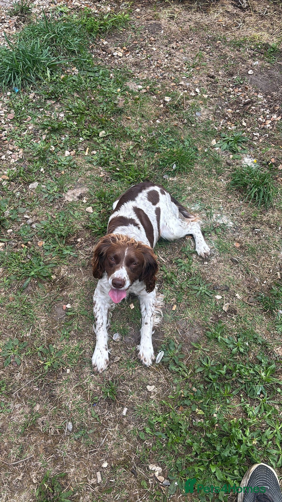 English Springer Spaniel dogs for sale: Cocker spaniel bitch - Image 2