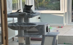 British Shorthair cats for sale: Two British shorthair kittens - Image 2