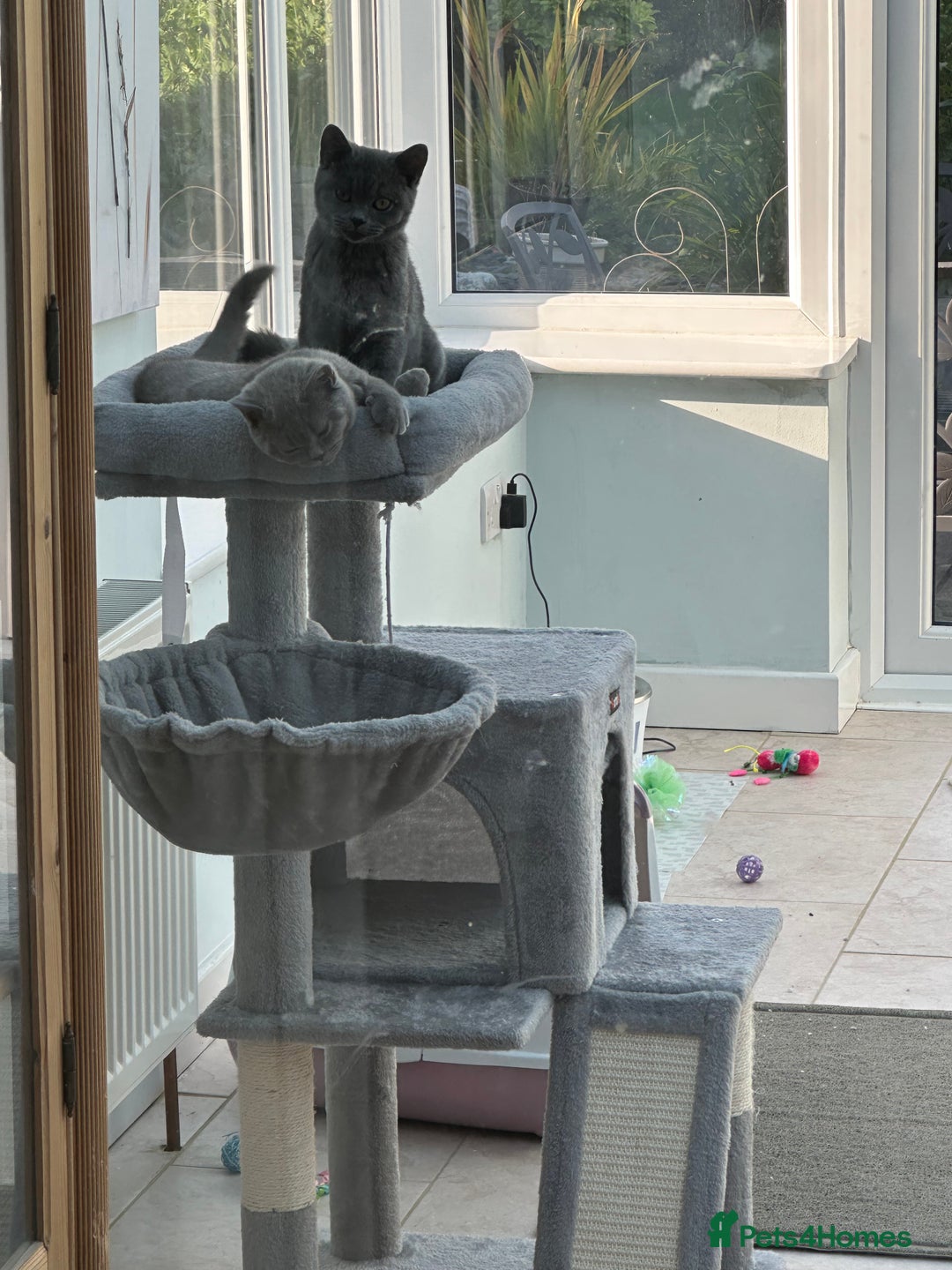 British Shorthair cats for sale: Two British shorthair kittens - Image 2
