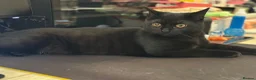 Domestic Shorthair cats for sale: Black Domestic Medium hair in London - Advert 3